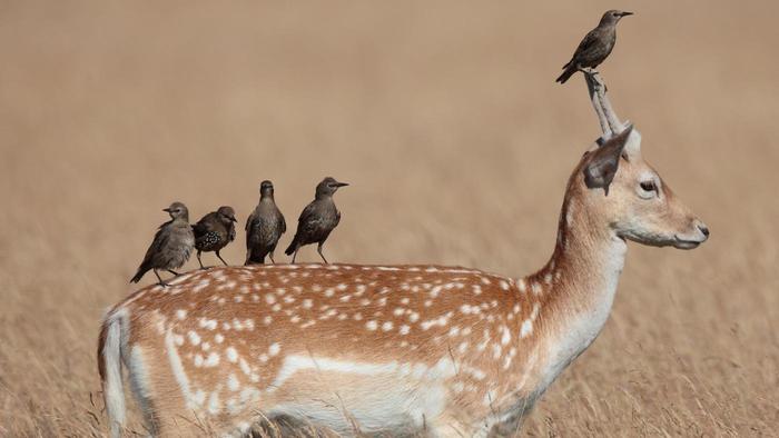 animal joint venture